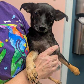 Mixed Breed Dogs Available for Adoption in Huntsville, Arkansas - (Vet) Tootsie | PetCurious