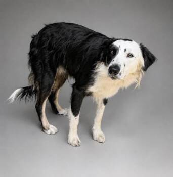 Dipper -  Border Collie and Mixed Breed Dog for Adoption in Bowling Green, Kentucky - Dipper | PetCurious