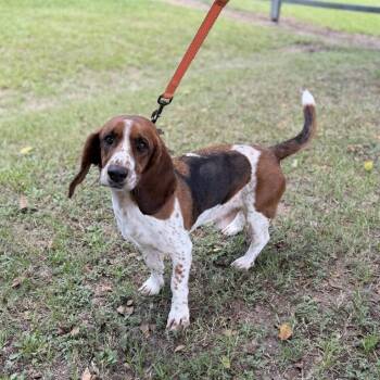 Donkey -  Basset Hound Dog for Adoption in Carencro, Louisiana - Donkey | PetCurious