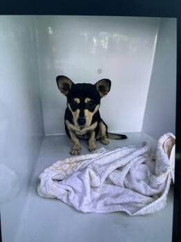 Radiohead -  Chihuahua and Mixed Breed Dog for Adoption in Atlanta, Georgia - Radiohead | PetCurious