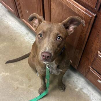 Solana - 100303U -  Labrador Retriever and Mixed Breed Dog for Adoption in Tupelo, Mississippi - Solana - 100303U | PetCurious
