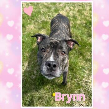 Pit Bull Terrier Dogs Available for Adoption in Mokena, Illinois - Brynn | PetCurious