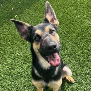 German Shepherd Dog Dogs Available for Adoption - Birdy | PetCurious