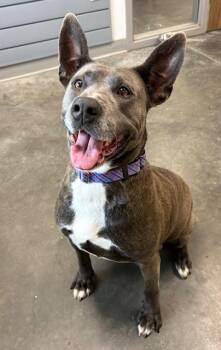 SAMMY -  Labrador Retriever and Mixed Breed Dog for Adoption in Brunswick, Georgia - SAMMY | PetCurious