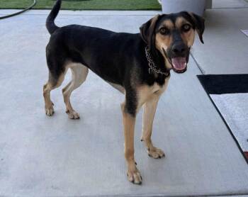 Kona -  German Shepherd Dog and Labrador Retriever Dog for Adoption in Pleasant Grove, California - Kona | PetCurious