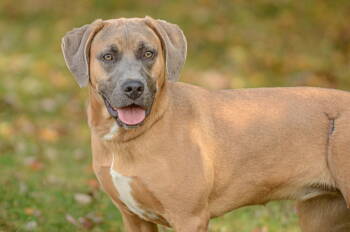 Rescue Labrador Retriever and Hound Dogs for Adoption in Brick Township, New Jersey - Gazeley | PetCurious