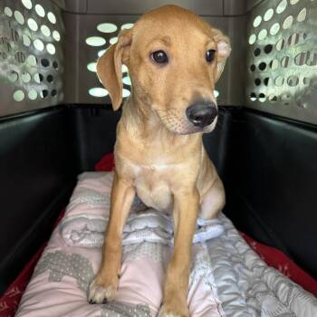 Labrador Retriever and Terrier Dogs Available for Adoption in San Diego, California - Frog | PetCurious