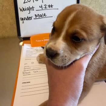 Bloodhound and Mixed Breed Dogs Available for Adoption - Levi | PetCurious