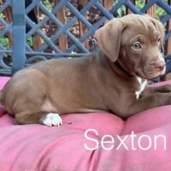 Sexton -  Mixed Breed Dog for Adoption - Sexton | PetCurious