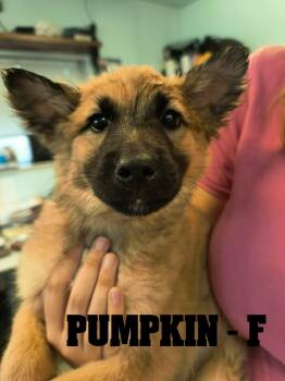 Fall Pups-4 Girls and 2 Boys -  German Shepherd Dog Dog for Adoption in Weaverville, California - Fall Pups-4 Girls And 2 Boys | PetCurious
