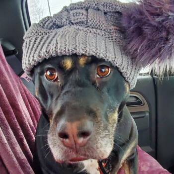 Lucy -  Mixed Breed Dog for Adoption in Walker, Michigan - Lucy | PetCurious