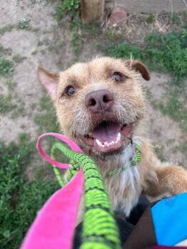 Walter -  Wheaten Terrier and Mixed Breed Dog Available for Adoption in Fort Collins, Colorado - Walter | PetCurious
