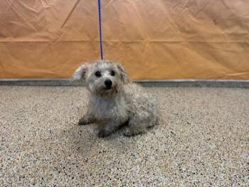 GINNIE -  Maltese and Poodle Dog for Adoption in Doral, Florida - GINNIE | PetCurious