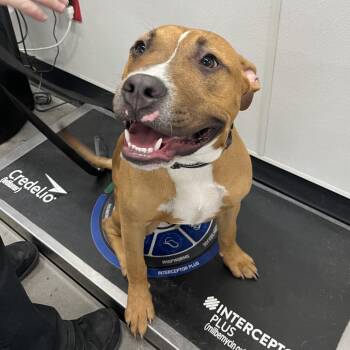 Terrier Dogs Available for Adoption in Tampa, Florida - Benny | PetCurious