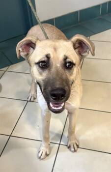 SIRENA -  German Shepherd Dog and Labrador Retriever Dog for Adoption in Newton, North Carolina - SIRENA | PetCurious