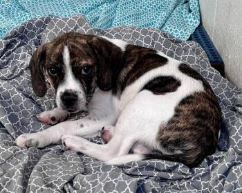 Beagle and Mixed Breed Dogs Available for Adoption - BISCUIT | PetCurious