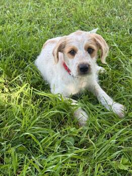 Leo -  Goldendoodle Dog for Adoption in Iron Ridge, Wisconsin - Leo | PetCurious