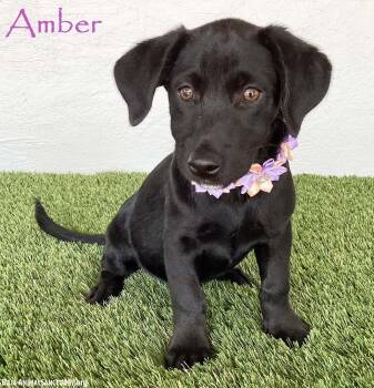 Amber -  Black Labrador Retriever Dog for Adoption in San Diego, California - Amber | PetCurious