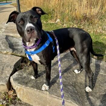 Rescue Pit Bull Terrier and Mixed Breed Dogs for Adoption in Wheaton, Illinois - Nella | PetCurious