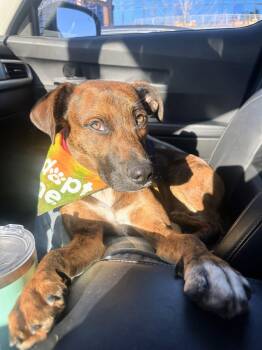 Rescue Labrador Retriever Dogs for Adoption - Milo - Fostered In Massachusetts | PetCurious