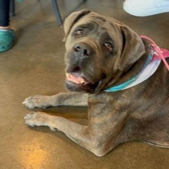 Rescue Cane Corso Dogs for Adoption in Turlock, California - Georgia | PetCurious