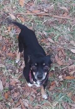 Moe (Punto) -  Chihuahua Dog for Adoption in Ocala, Florida - Moe (Punto) | PetCurious
