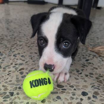 JELLY BELLY -  Labrador Retriever and Shepherd Dog for Adoption - JELLY BELLY | PetCurious