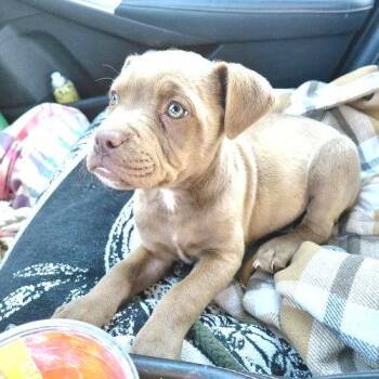 American Bulldog Dogs Available for Adoption in Rutherfordton, North Carolina - Sable | PetCurious