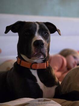 Daisy Mae -  Pit Bull Terrier Dog for Adoption in New London, Wisconsin - Daisy Mae | PetCurious