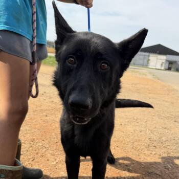Niner -  Shepherd Dog for Adoption in Columbia, South Carolina - Niner | PetCurious