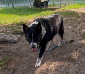 Cookie -  Mixed Breed Dog for Adoption in Osseo, Michigan - Cookie | PetCurious
