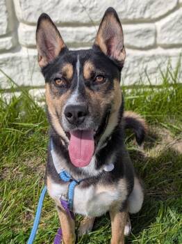 Steve -  Mixed Breed Dog for Adoption in Cincinnati, Ohio - Steve | PetCurious