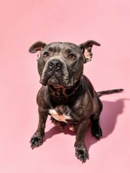 DIGLETTE -  Mixed Breed Dog for Adoption in Jacksonville, Florida - DIGLETTE | PetCurious