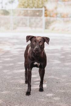 94844a Tweety -  Labrador Retriever and Mixed Breed Dog for Adoption in North Charleston, South Carolina - 94844a Tweety | PetCurious