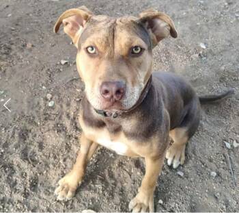 Rescue American Staffordshire Terrier Dogs for Adoption in Marble Falls, Texas - Bugs | PetCurious