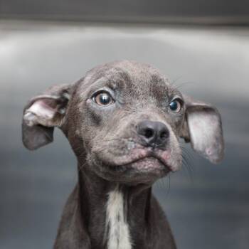 Half and Half -  American Staffordshire Terrier and Mixed Breed Dog for Adoption in Hattiesburg, Mississippi - Half And Half | PetCurious