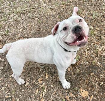 Mixed Breed Dogs Available for Adoption in Jacksonville, Florida - SILENT BOB | PetCurious
