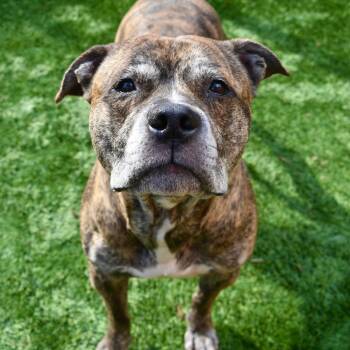 Pit Bull Terrier and Mixed Breed Dogs Available for Adoption in Naperville, Illinois - King Of Hearts | PetCurious