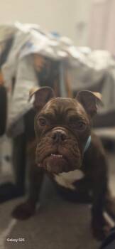 Rescue Bulldog Dogs for Adoption in Lutz, Florida - Lola | PetCurious