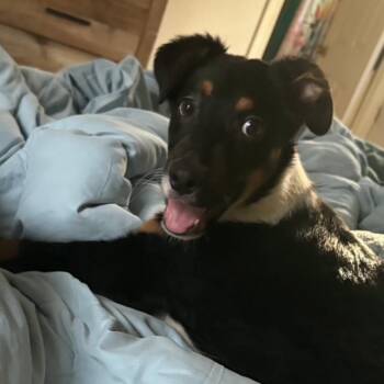 Mixed Breed Dogs Available for Adoption - Maxwael | PetCurious