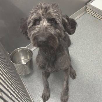 Lucy -  Labrador Retriever and Poodle Dog for Adoption in Little Rock, Arkansas - Lucy | PetCurious