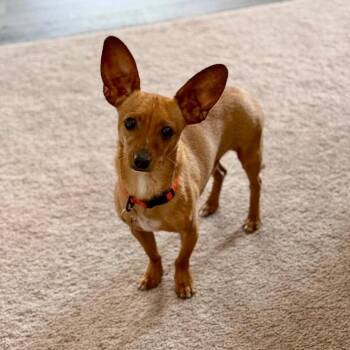 Bennie -  Chihuahua and Chiweenie Dog for Adoption in Pelham, New Hampshire - Bennie | PetCurious