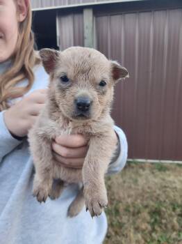Rescue Mixed Breed Dogs for Adoption in Spring Hill, Tennessee - Sandy | PetCurious