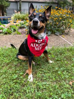 Percy -  Australian Cattle Dog Blue Heeler Dog for Adoption in Palos Heights, Illinois - Percy | PetCurious