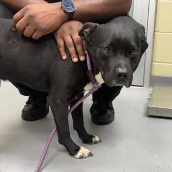 Mixed Breed Dogs Available for Adoption in Columbus, Georgia - 05/01/2026-Stray-12thAvenue-1 "Kano" | PetCurious