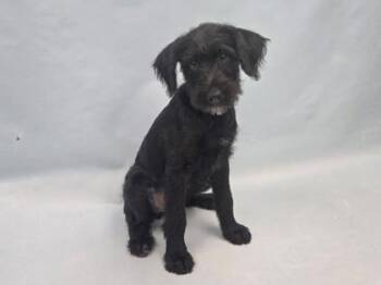 Minnie -  Standard Poodle and Mixed Breed Dog for Adoption in Minneapolis, Minnesota - Minnie | PetCurious