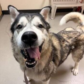Rocky -  Alaskan Malamute Dog for Adoption in Bellingham, Washington - Rocky | PetCurious