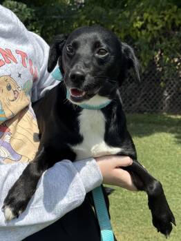 Girlfriend - will be at Always Adopt Nov 7 -  Black Mouth Cur Dog for Adoption in Alexandria, Louisiana - Girlfriend - Will Be At Always Adopt Nov 7 | PetCurious