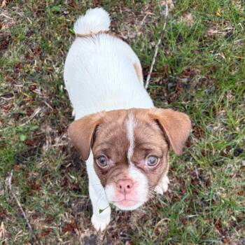 Pug and Maltese Dogs Available for Adoption in Alma, Michigan - Brooklyn (City Pup) | PetCurious