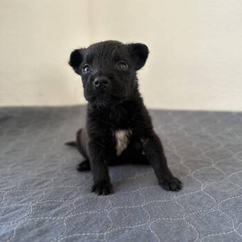 Cattle Dog Dogs Available for Adoption - Wellie | PetCurious